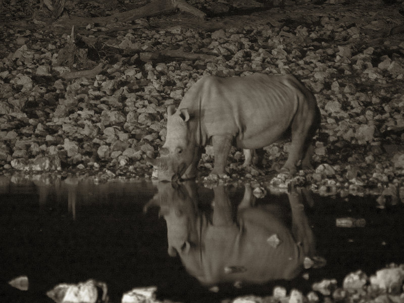 Okaukuejo, White Rhinoceros